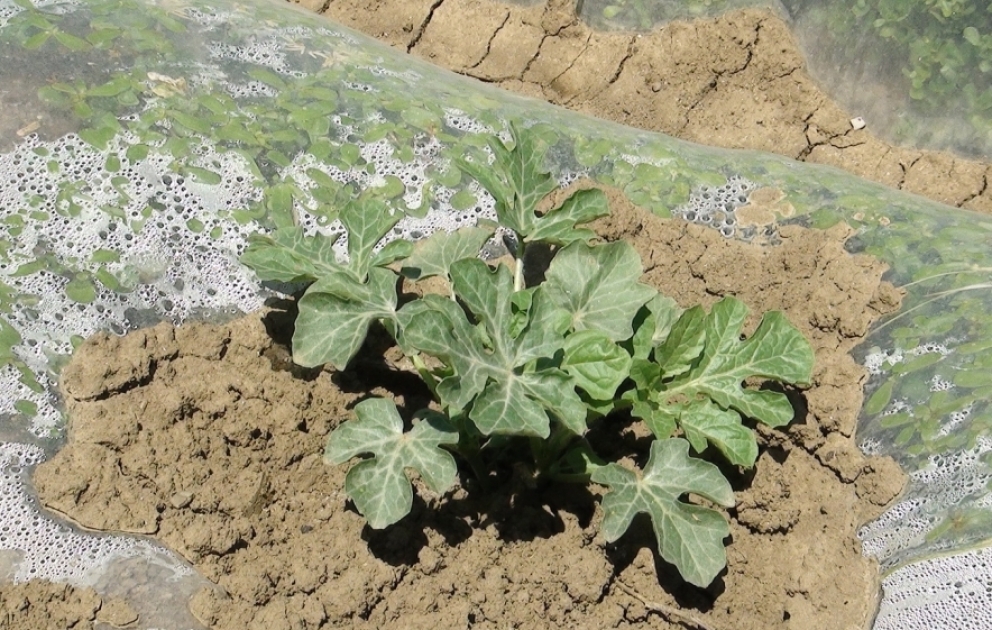 Biləsuvarda bostan məhsulları bol olacaq