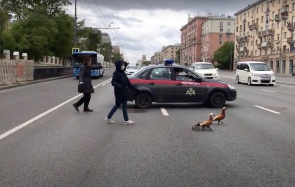 В Москве из-за утиного семейства перекрыли целый проспект
