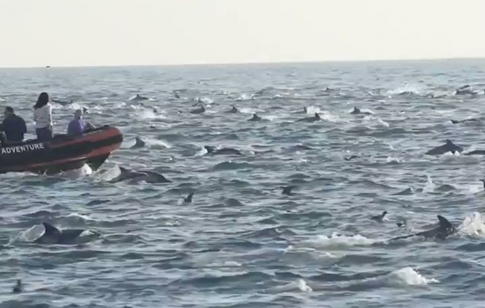 Superpod Of More Than 1,000 Dolphins Spotted Off The Coast Of California