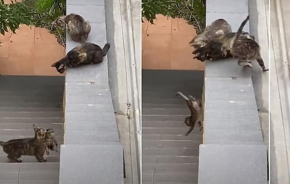 Adult Cats Pick Up Kitten Stuck On Steps