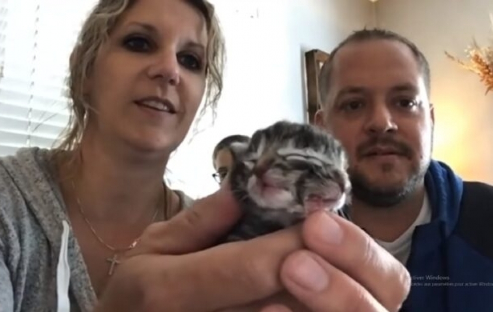 États-Unis : naissance rare d'un chaton à deux têtes