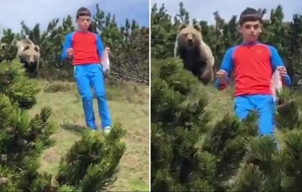 Italie : un enfant de 12 ans face à face avec un ours brun