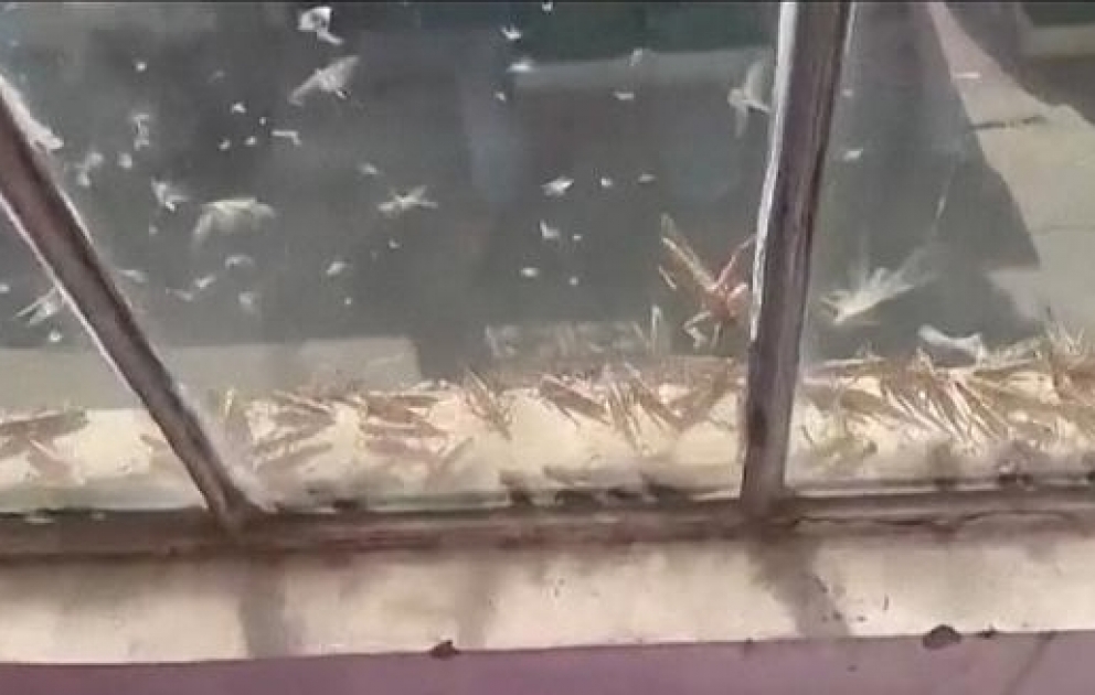 Пустынная саранча опустошает индийский штат Раджастхан