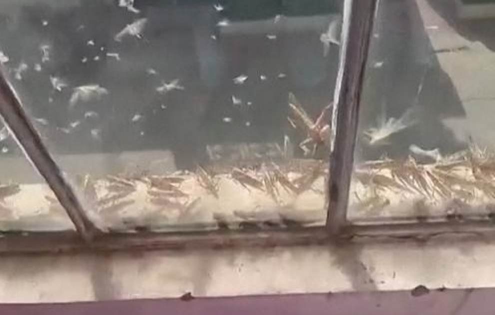 Swarms of desert locusts tear through Rajasthan in northern India