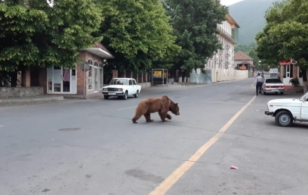 Медведя отправят в Центр реабилитации дикой природы