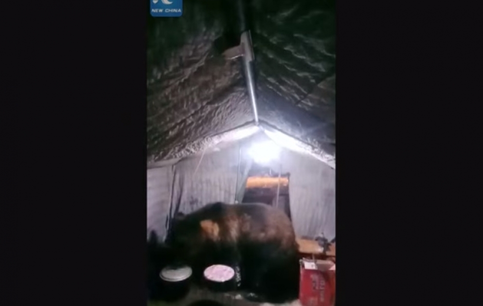 Brown bear "steals" pressure cooker in NW China's Xinjiang