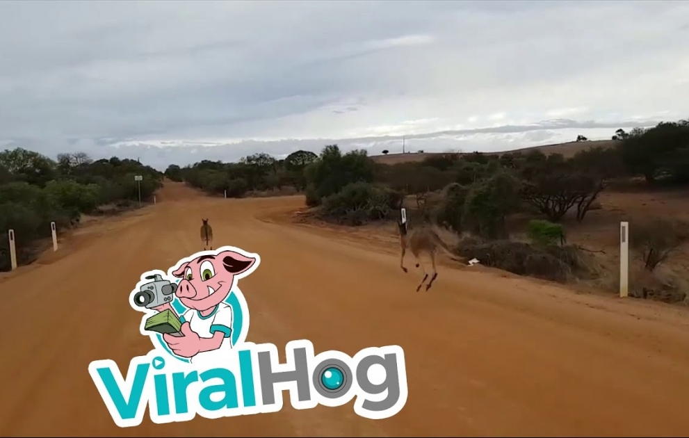 Kangaroos During Commute