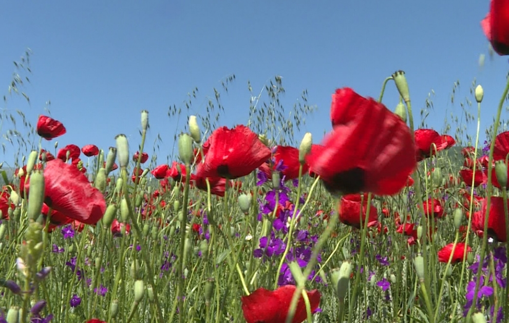 Les plaines de coquelicots d'Ismayilli