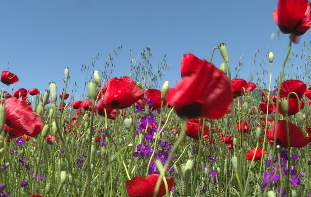 Mohnblumen auf den Wiesen der Region Ismayilli sind einfach fazinierend