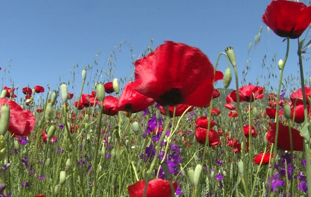 Poppy plains of Ismayilli