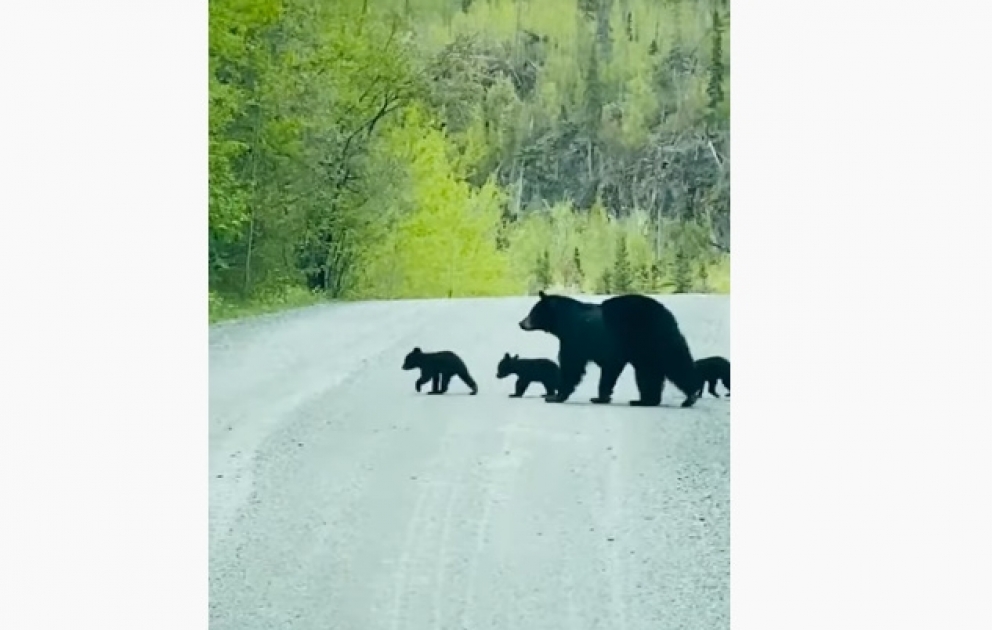 Black Bear Crosses Road With Her Cubs