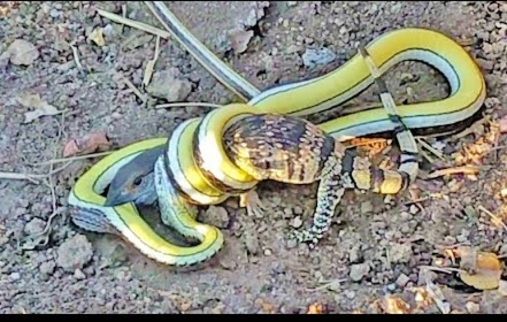 Lizard Fights Snake to Try Escape