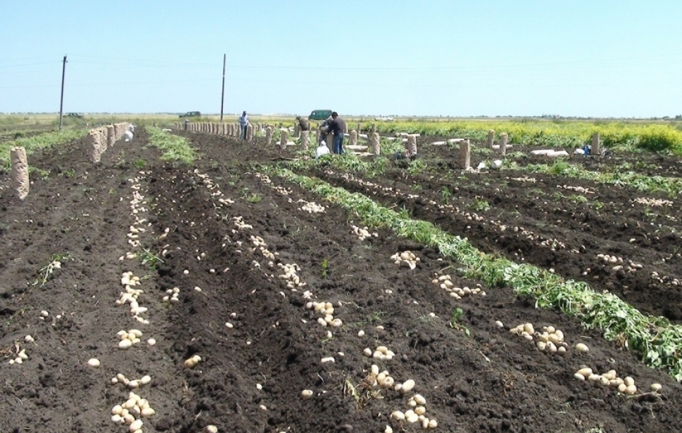 Cəlilabadlı fermerlər Rusiya bazarlarına hər gün təxminən 400-500 ton məhsul göndərirlər