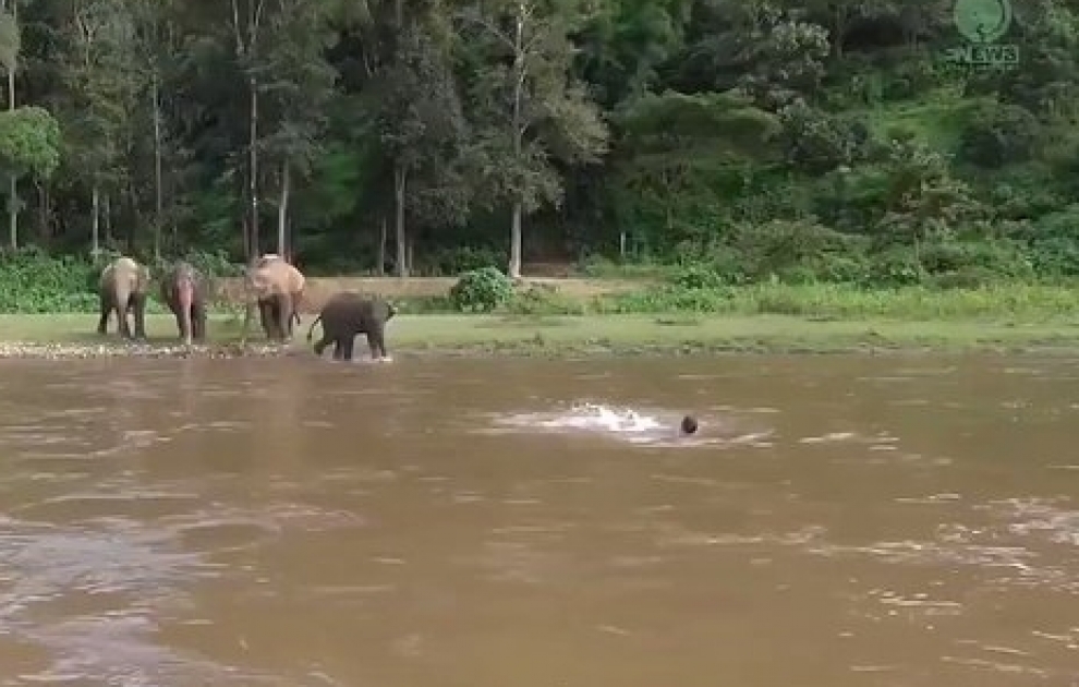 This baby elephant thought the man was drowning and rushed to save him, and humans