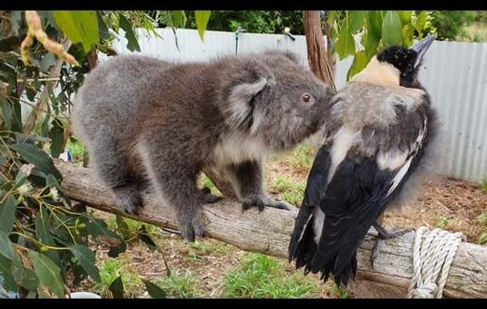 Koala Runs Into Magpie Road Block