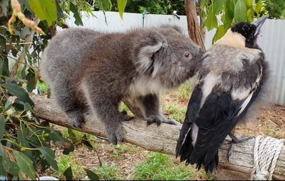 Reabilitasiya Mərkəzində koala qarğa ilə dostluq edir