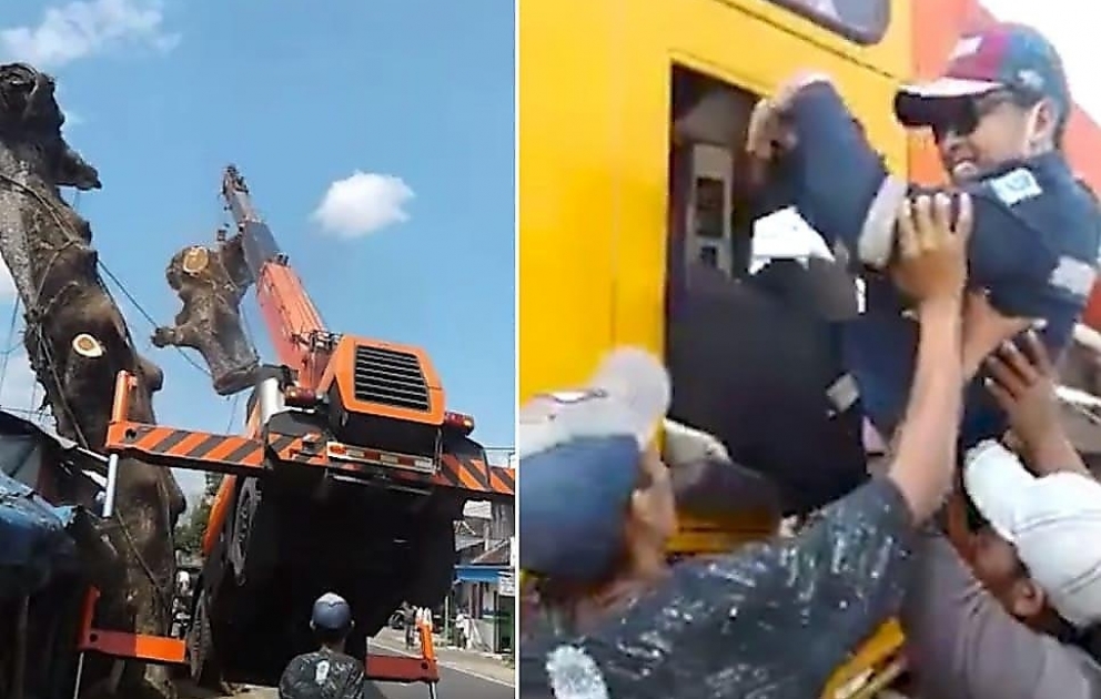 Böyük ağac kötüyü kranı aşırdı