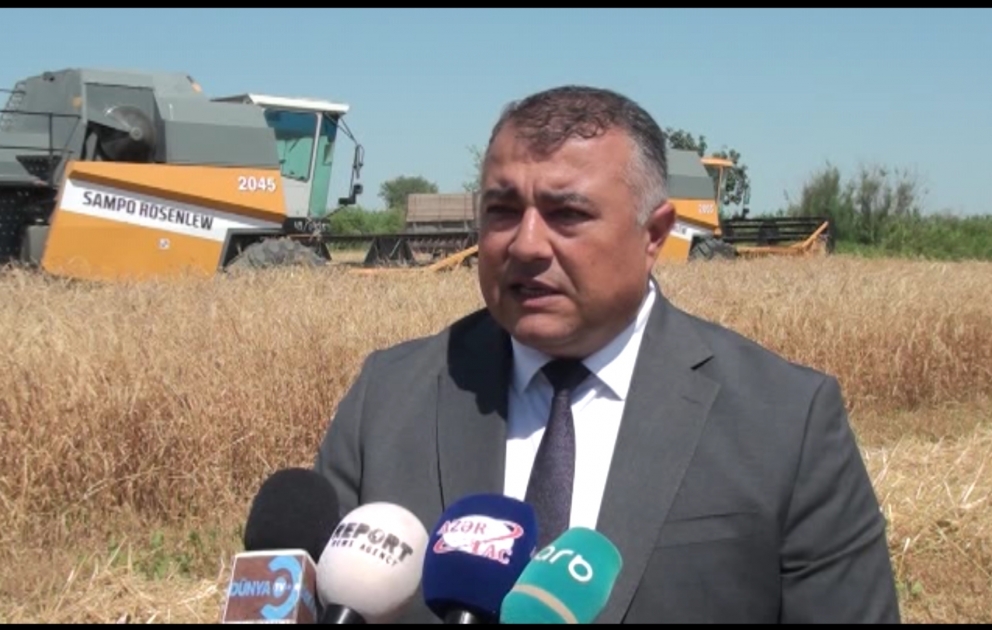 Taxıl sahələrindən qısa müddətdə 171 min tondan çox  məhsul yığılıb