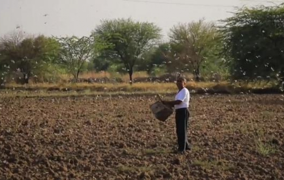 Des milliards de criquets pélerins envahissent l'État du Rajasthan en Inde