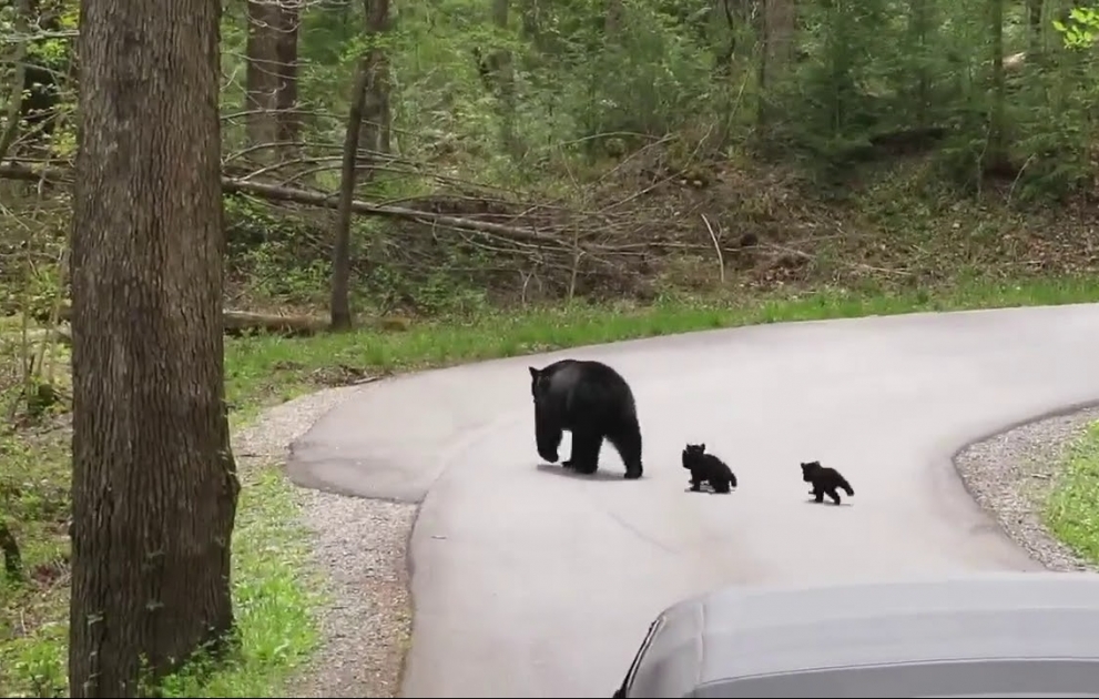 A Grizzly with Four Cubs Cross the Road