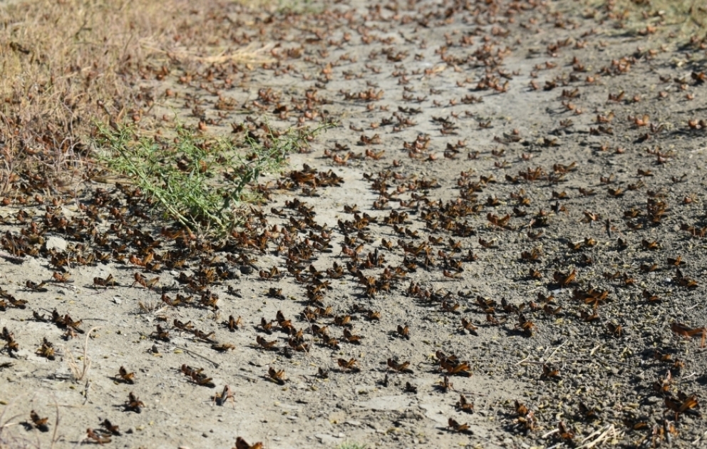 Locust attack in Shabran