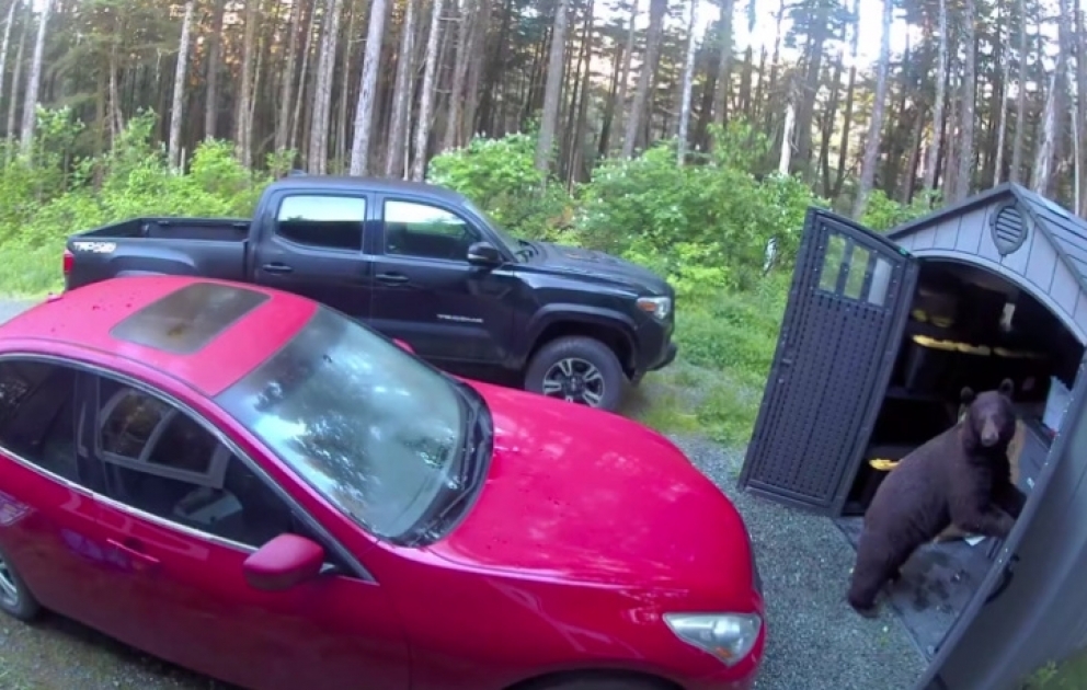 Bear Searches Shed for Snacks