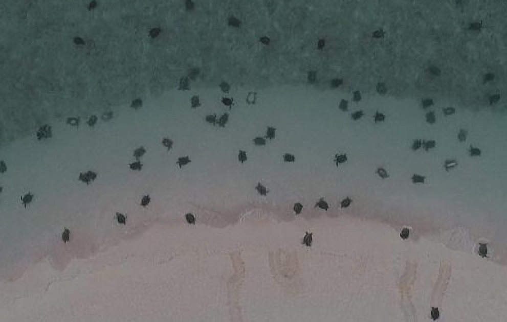 60 тысяч черепах у побережья