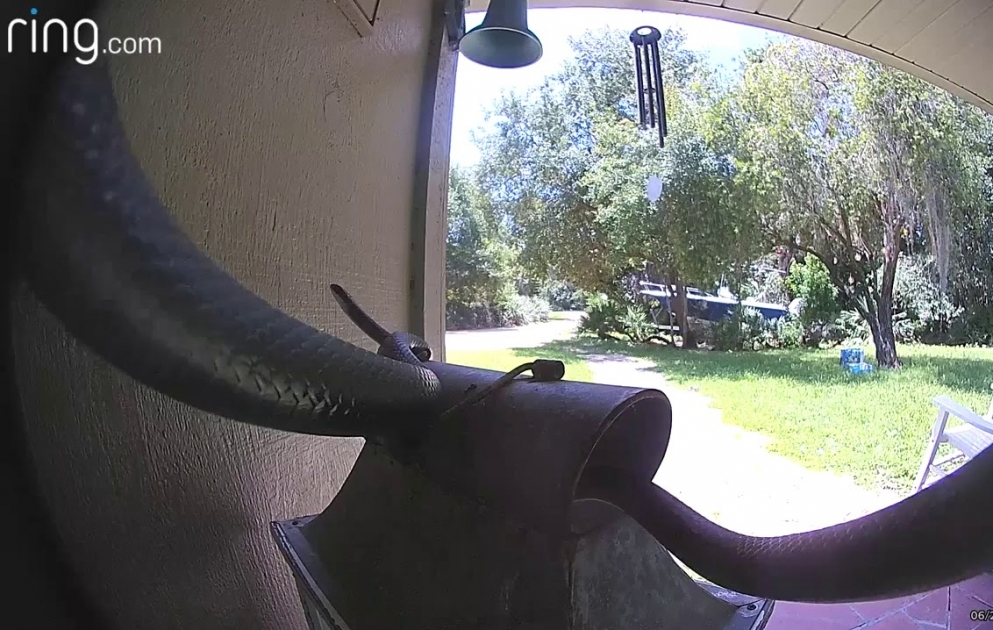 Snake Slithers Around Front Door