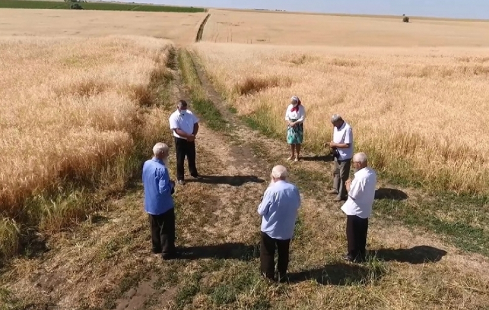Tradition preserved for centuries: Prayers recited before grain harvest in Ivanovka