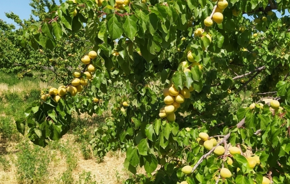 Ağstafanın ərik bağlarında bol məhsul yetişib