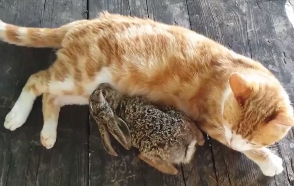 Eigentlich hat Katzenmama „Sarıkız“ mit ihrem Neugeborenen alle Hände voll zu tun, doch stillt sie nun auch Hasenbaby „Pamuk“