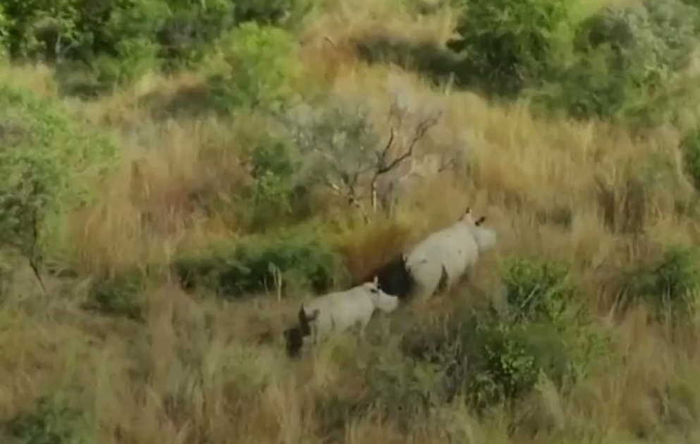 Die Nashorn-Wilderei in Südafrika ist im vergangenen Jahr infolge einer Aktion von Wildhütern um 23% gesunken