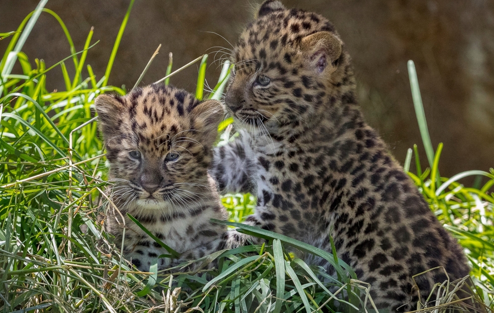 Endangered Amur leopard cubs venture out for first time at San Diego Zoo