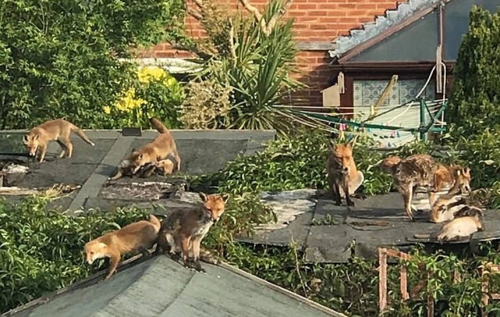 Family Of Foxes Play On Garden Roof