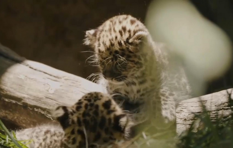 Wilde Affen, flauschige Amur-Leoparden und Nilpferd Gloria