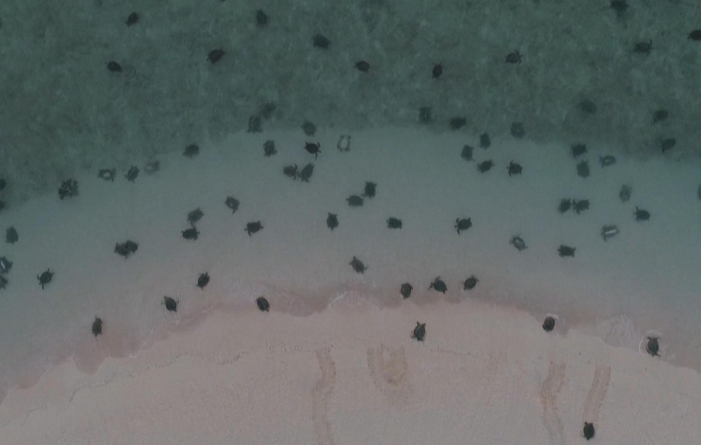 Bonne nouvelle, plus de tortues marines que prévu au nord de l'Australie