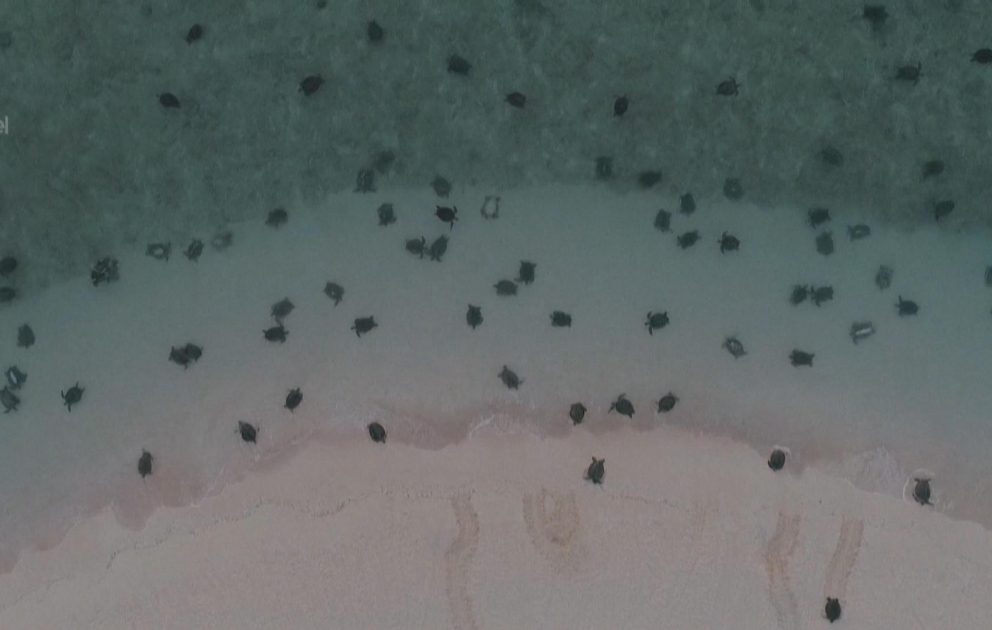 Researchers turn to drones to track thousands of migrating sea turtles in Australia