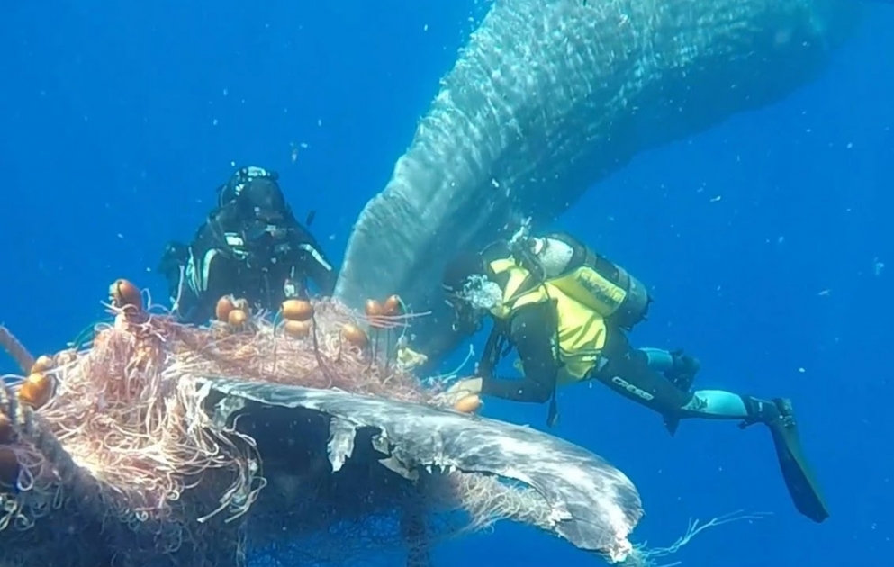 Entangled sperm whale freed by Italian Coastguard from illegal nets off Aeolian Islands