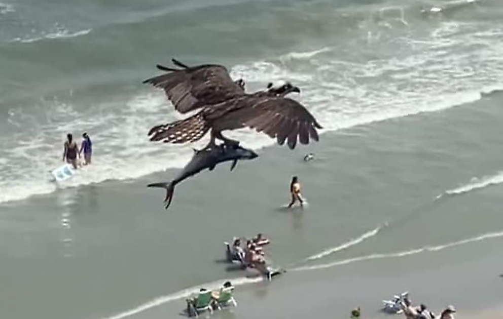 Osprey Carries Away Huge Fish as Myrtle Beach Tourists Watch On