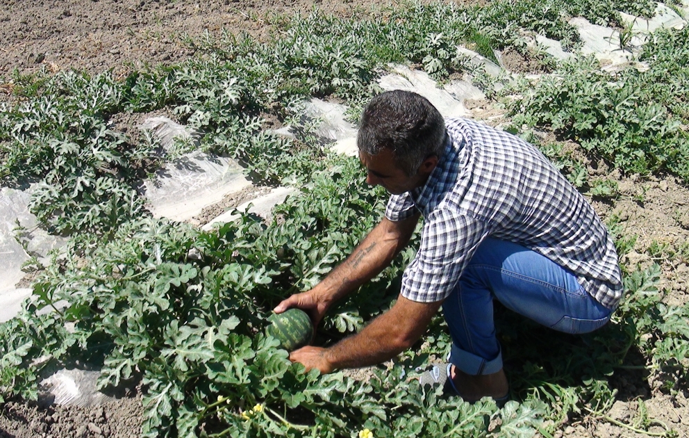 Qarpız sahələrində bol məhsul var