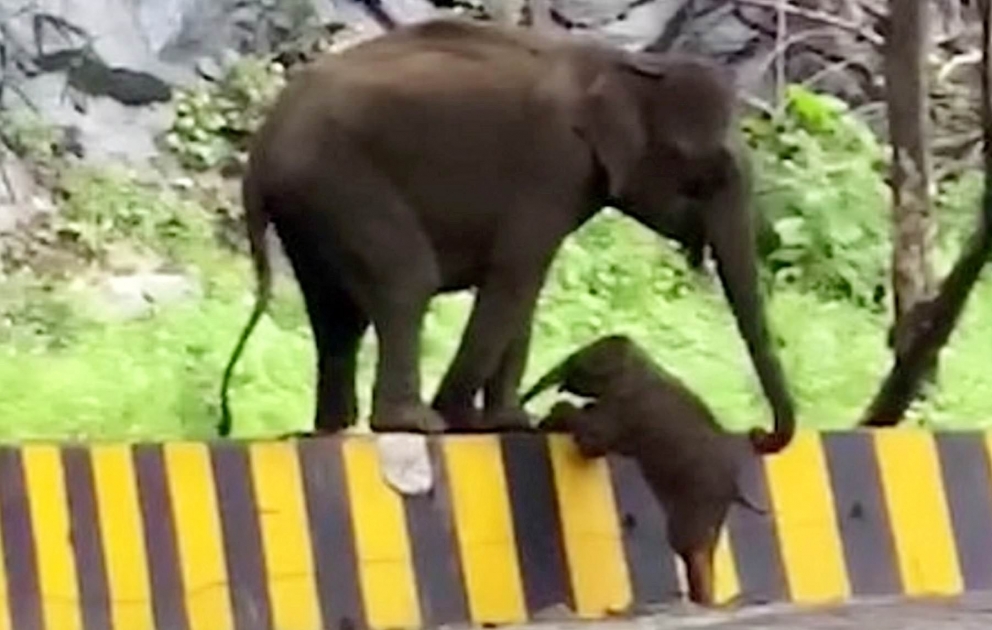 Touching moment mother uses trunk to help baby elephant over a barrier