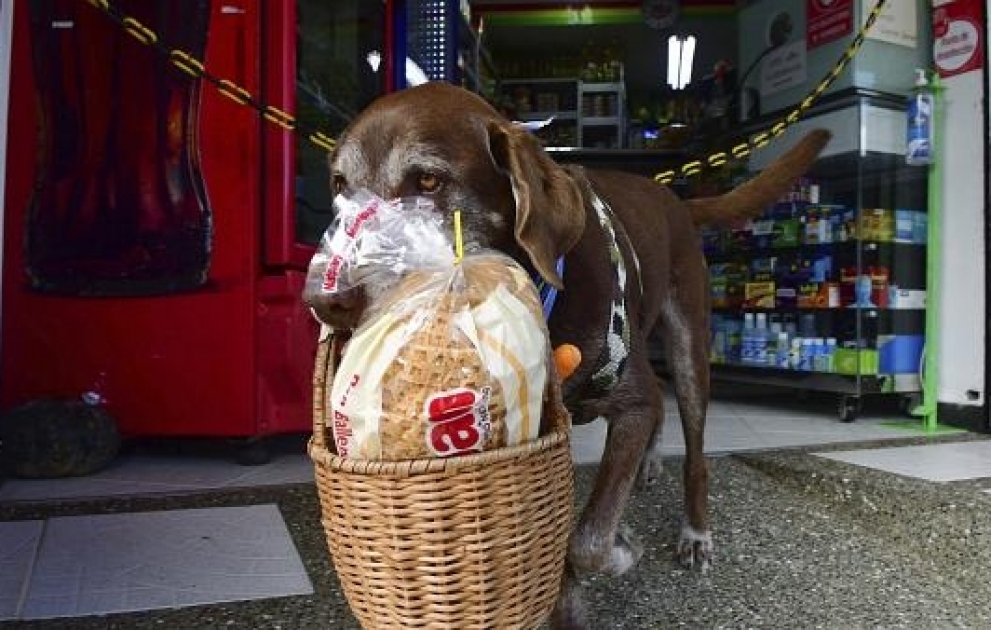 Tierischer Corona-Held: Hund Eros liefert Lebensmittel aus
