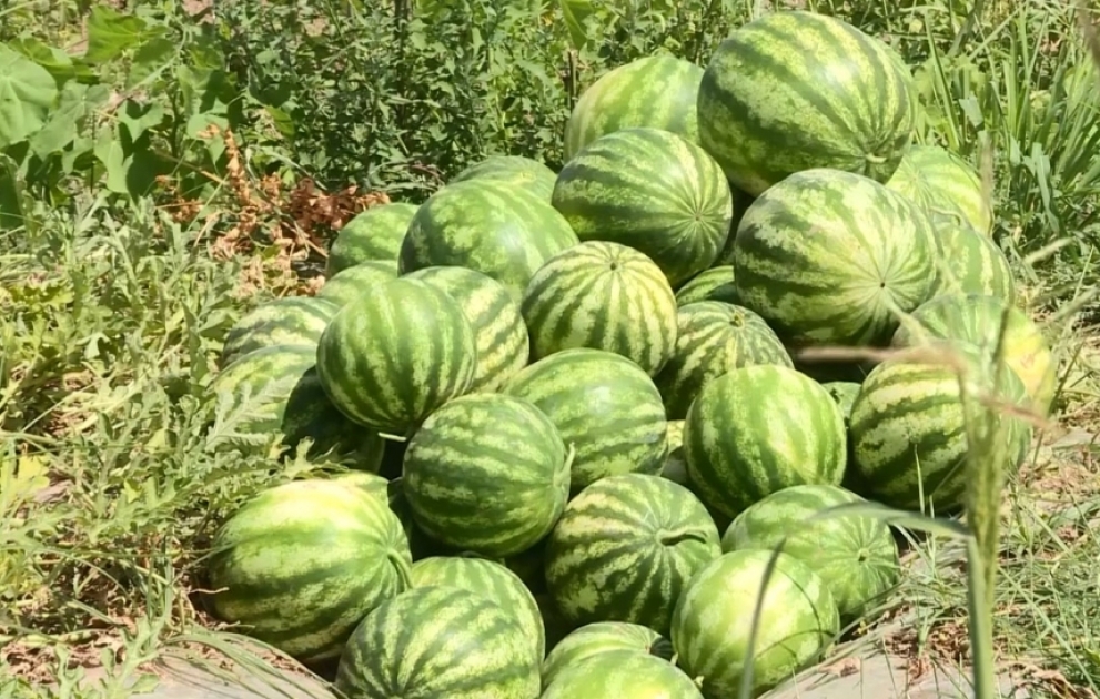 Aran bölgəsindən yığılan qarpız MDB ölkələrinə ixrac olunur