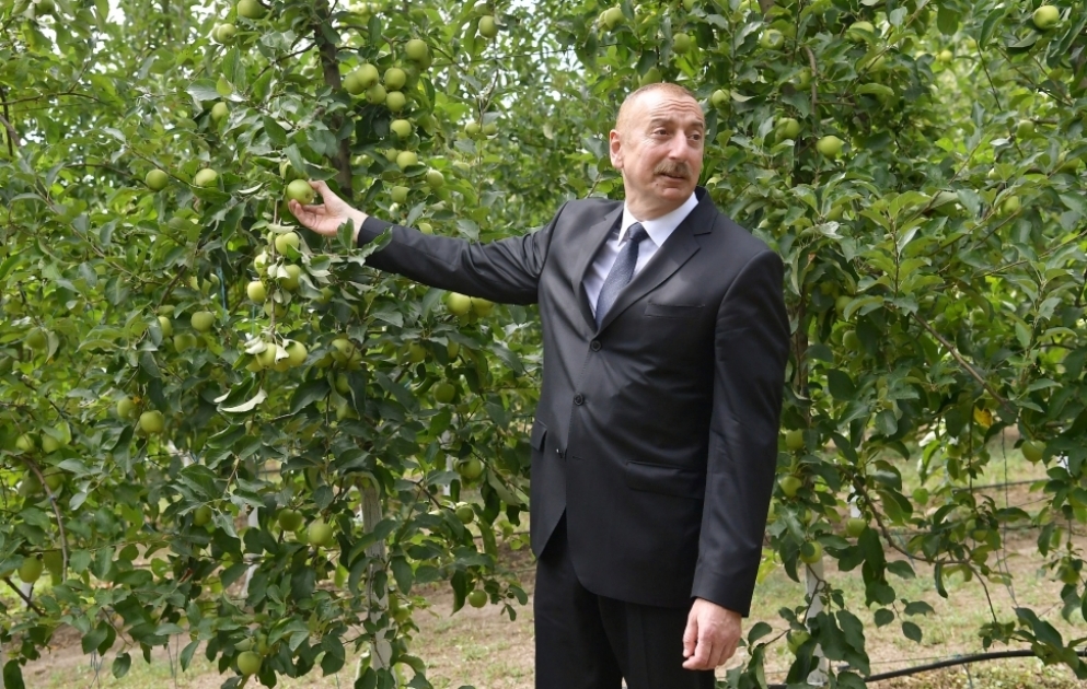 Balakəndə “Bal meyvə” bağçılıq təsərrüfatı ilə tanışlıq