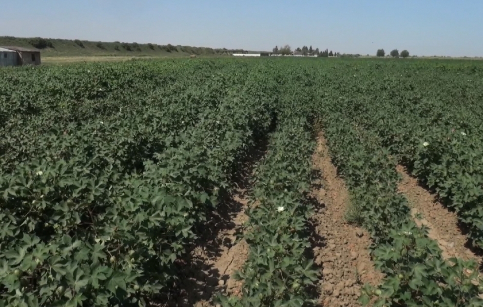 Biləsuvarlı fermerlərin su problemi həll olunur