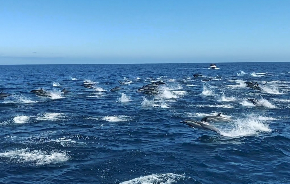 Hundreds of dolphins 'stampede' off coast of California