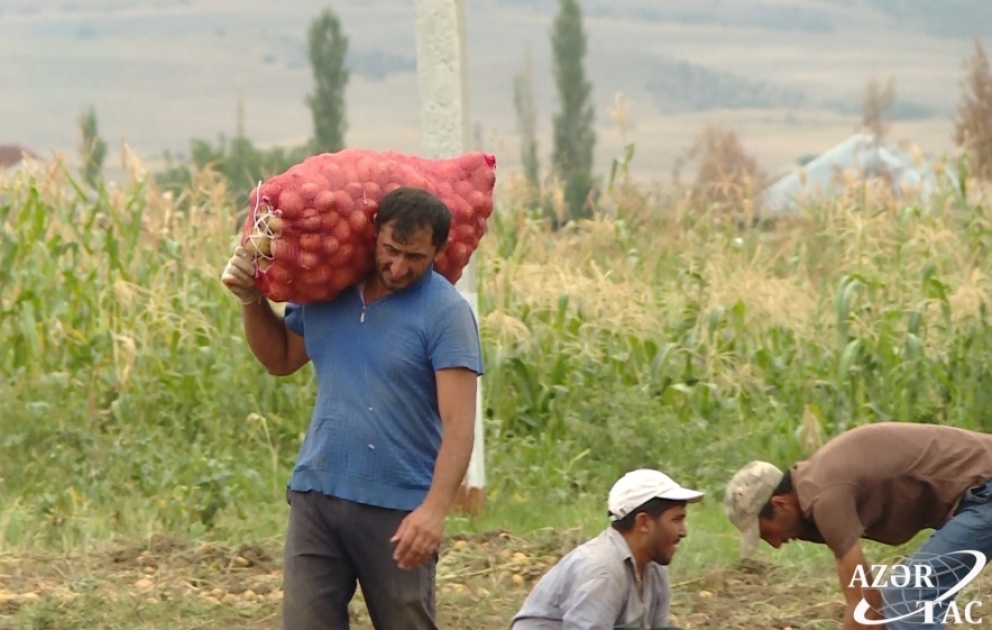 Kartof sahələrində bol məhsul götürülür