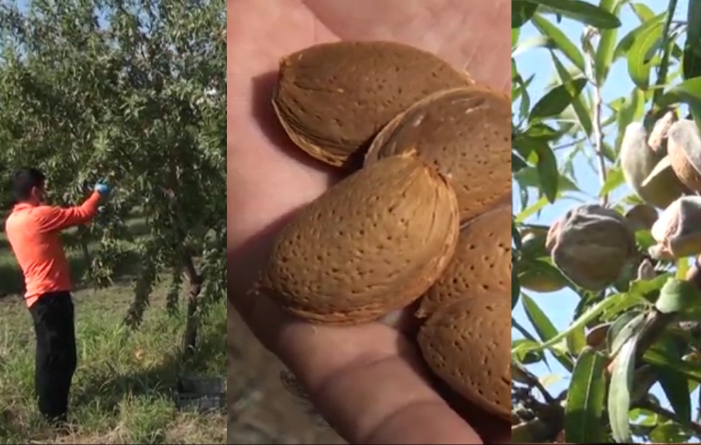 Qərb bölgəsində ilk dəfə olaraq Tovuzda badamın kütləvi yığımına başlanılıb