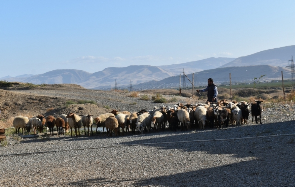 Siyəzəndə bu il 34 aztəminatlı ailə Özünüməşğulluq proqramına cəlb edilib