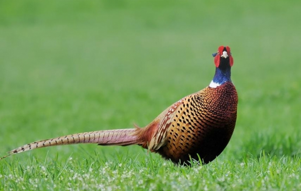 250 Fasane in die Wildnis entlassen